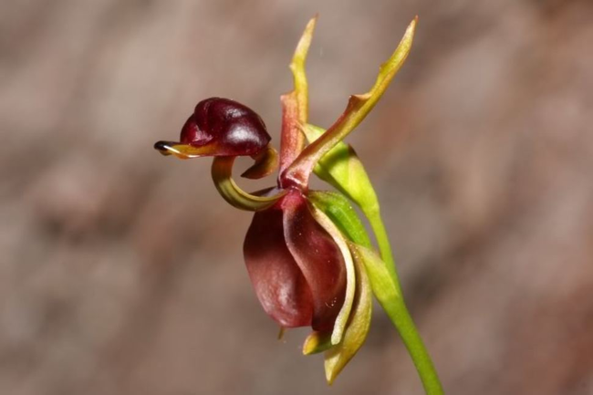 Flying Duck Orchid (Caleana)