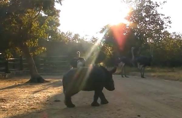 He drinks about 12 liters of fat-free milk a day as a growing baby rhino.