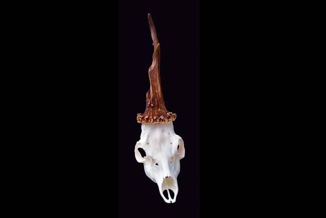 Here is the animal's skull, and it really seems like it would come from a unicorn. What looks like the horn of the "unicorn" is actually an antler deformity. After the hunter saw what he did, he called in scientists who verified the authenticity of the animal. They said they've never seen anything like it before.