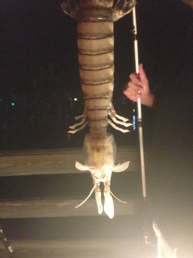 This 18-inch <a href="https://www.viralnova.com/terrifying-shrimp-like-creature/" target="_blank">mantis shrimp</a> was caught by a Florida fisherman - talk about a jumbo shrimp cocktail, amirite?