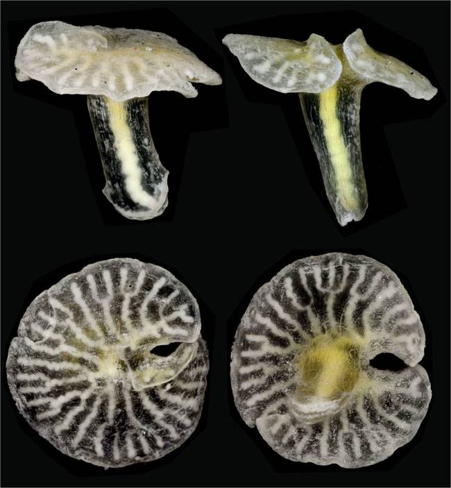 <em>Dendrogramma Enigmatical</em>