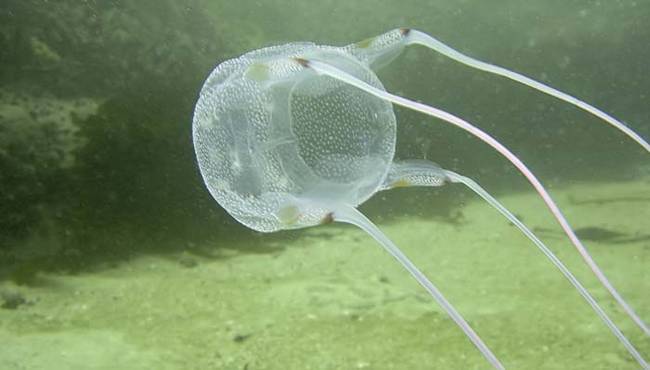 10.) Box Jellyfish.