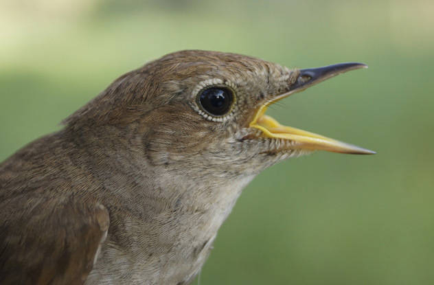 Nightingales get more attractive with age.