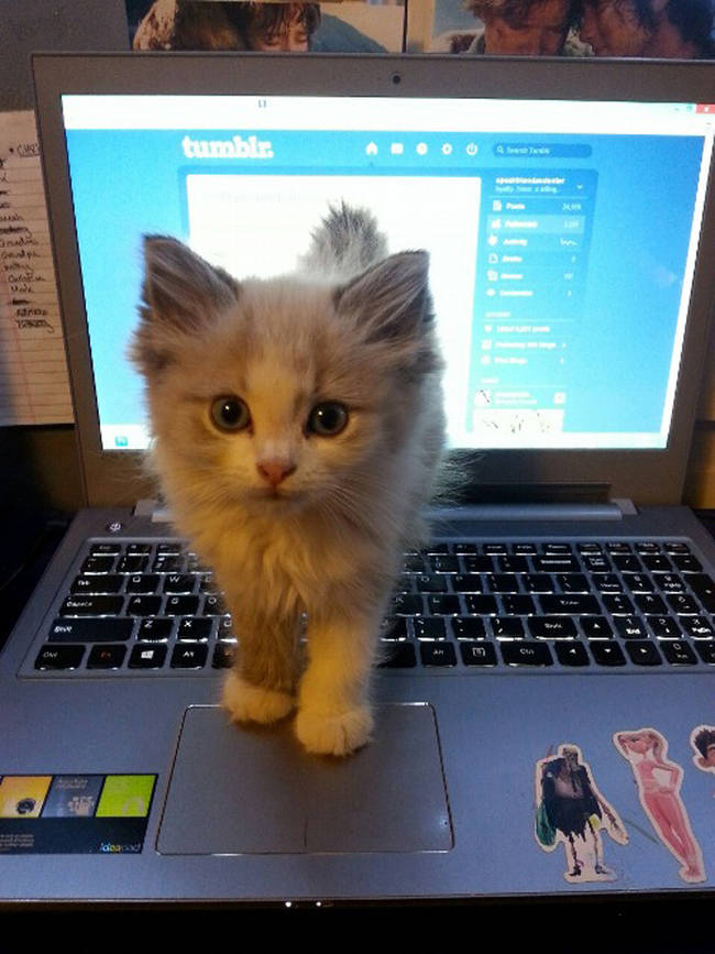 This little guy knows you're not doing your work.