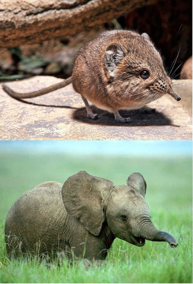 10.) Elephant shrews are actually closely related to elephants.