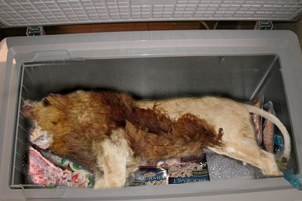 Inside of a freezer was a dead LION. According to the owner, a nearby zoo gave him the dead lion to feed his pack of dogs. This much held true. The scary part, though, is that inspectors found the lion resting on food the restaurant served to humans!
