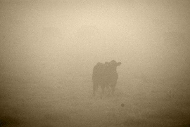 3.) Stampede Mesa is the site of a massive stampede that, legend says, continues to this day. It doesn't matter that the cattle died more than a hundred years ago. An old man was angry at a couple cowboys and to get back at them he spooked their cattle. That started a stampede that killed the two cowboys and most of the herd. Visitors say if you listen closely enough, you can still hear the cattle lowing their last.