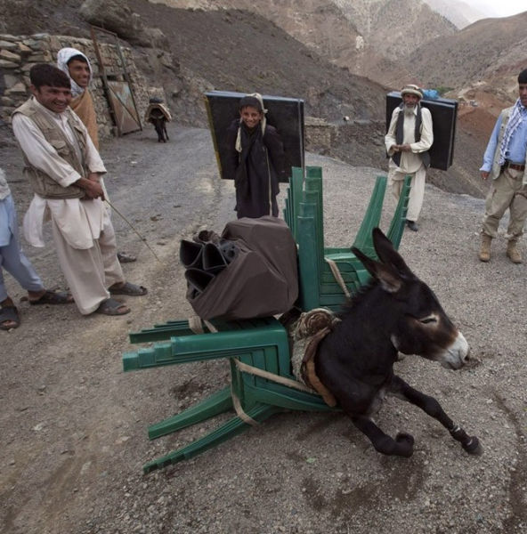 Snickers the Donkey, charged up after reading Karl Marx, decided to go on strike in the middle of the move. The humans just seemed to find it funny.