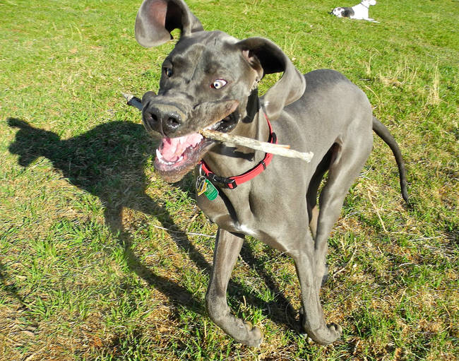 16.) Playtime is always the best time with a Dane!