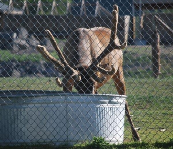 ...taking way longer than he usually did to grab a gulp of water.