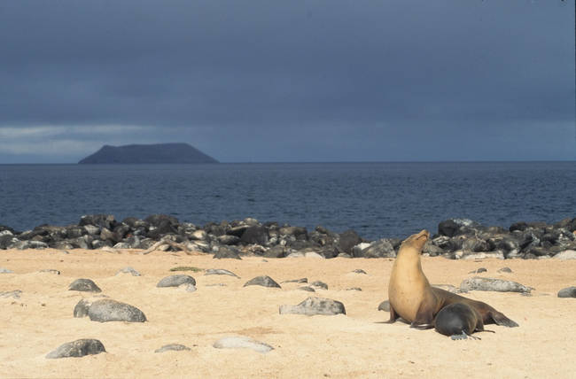 The Galapagos Islands