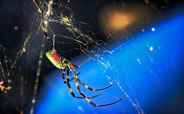 21.) Joro Spiders: Unfortunately, this scary spider is poisonous. Its bite is similar to that of a black widow spider. They are so awful, they have existed in Japanese folklore as evil seducing demons.