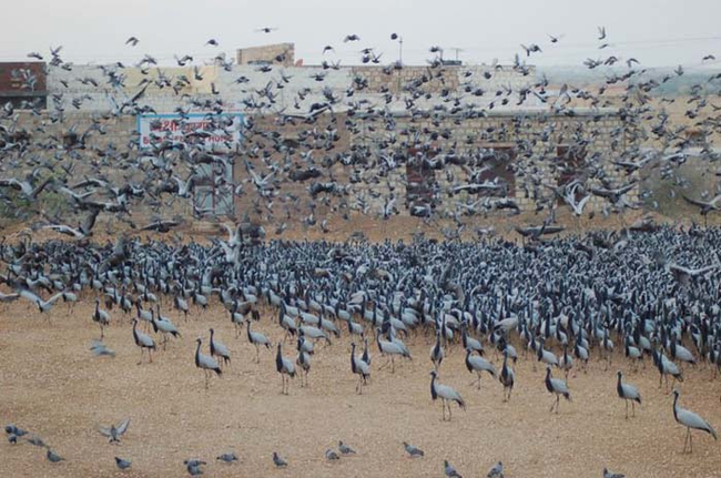 Demoiselle Cranes