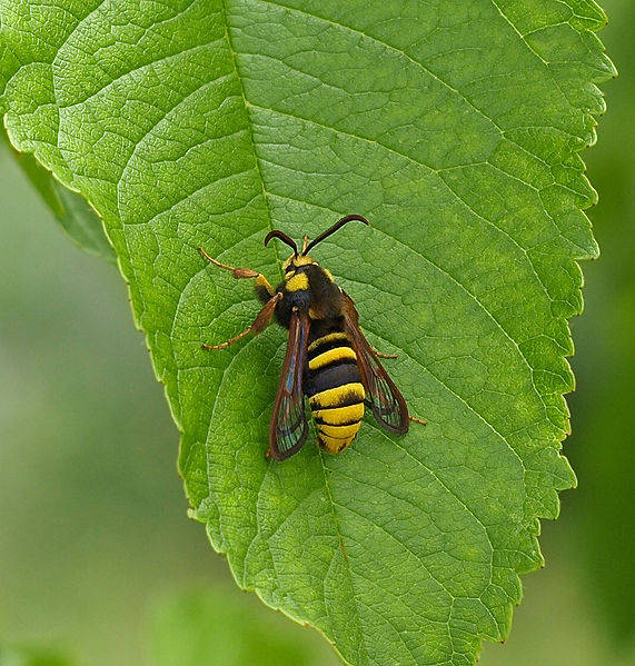 Hornet Moth