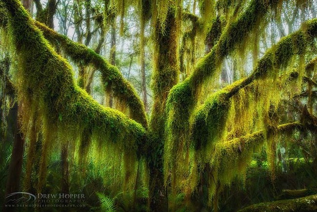 This antarctic beech in Oregon is completely covered in hanging moss. It's gorgeous.