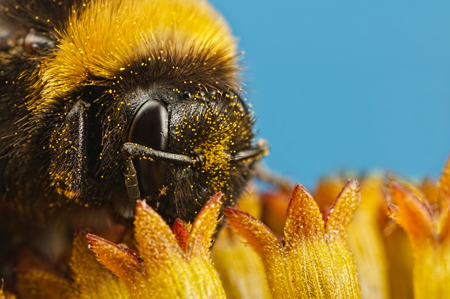 "Just pollinating, don't mind me."