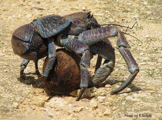 While they look pretty intimidating, coconut crabs are pretty docile creatures. They only use their claws when they're in imminent danger.