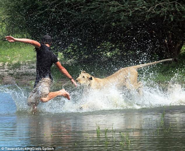 Because Sirga was abandoned by her pride in Botswana, she never got the chance to learn to hunt from fellow lions. Gruener has spent countless hours lying low in wild brush and leaping into water to demonstrate how it's done.