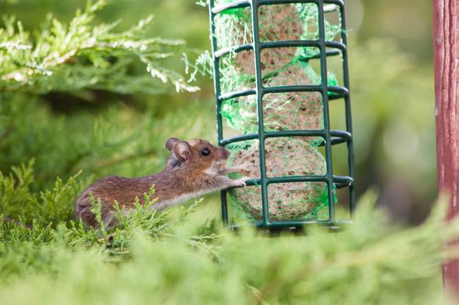 1. When the owner of this bird feeder wanted to find out how it was running out of food so quickly...