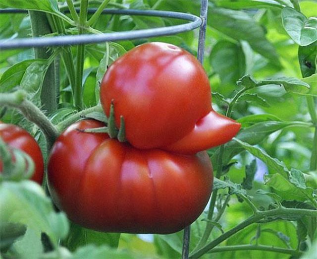 27. This tomato is working too hard on his duck face.