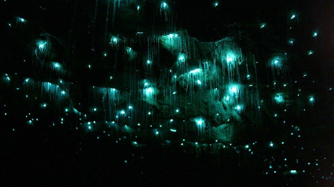 The explorers were amazed by their discovery, now known as "Glowworm Grotto."