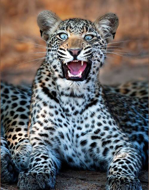 Did you call this leopard a cheetah?