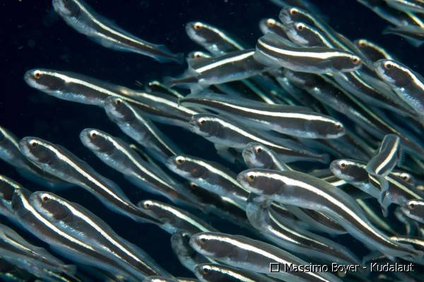 Convict Fish