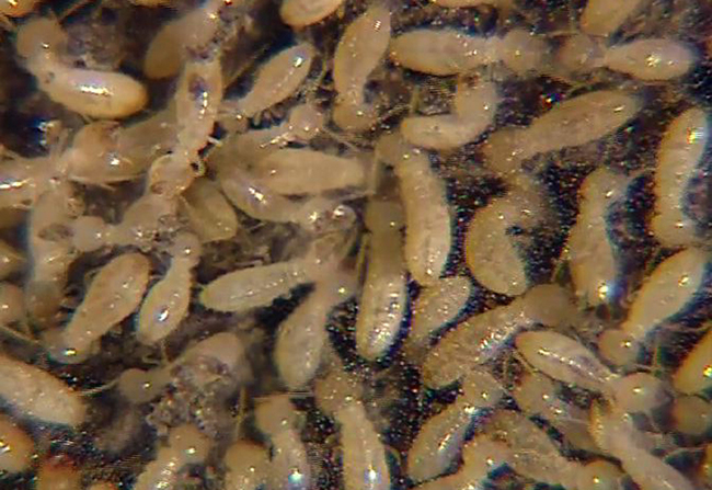 14. Termites - Can damage your building.