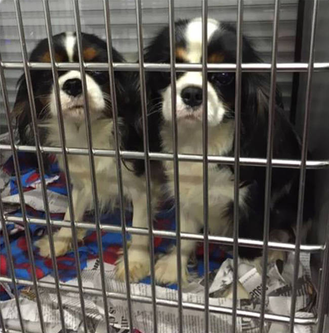 Ingram's own organization <a href="https://www.cavalierrescueusa.org/" target="_blank">Cavalier Rescue USA</a> was joined by <a href="https://cavalierrescuetrust.org/" target="_blank"> American Cavalier King Charles Spaniel Rescue Trust</a>, <a href="https://www.luckystarcavalierrescue.org/" target="_blank">Lucky Star Cavalier Rescue</a>, <a href="https://www.facebook.com/TreasuredPawsSSR" target="_blank">Treasured Pals Small Spaniel Rescue</a>, and <a href="https://www.gccavalierrescue.org/" target="_blank">the Greater Chicago Cavalier Rescue</a> worked together to make sure no pup got left behind.