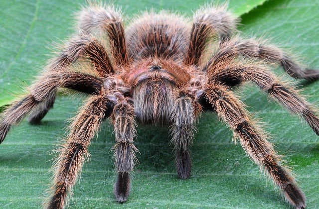 Tarantula - These Arachnids are considered a delicacy in some parts of Cambodia.