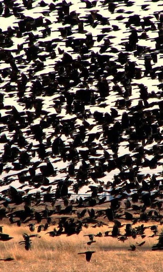 Blackbirds in flight.