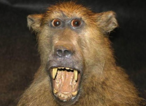 19.) Quit monkeying around and make this poor animal look like an actual animal!