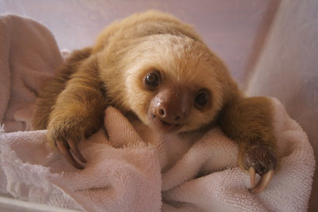 5.) Sloths can live to be around 40 years old.