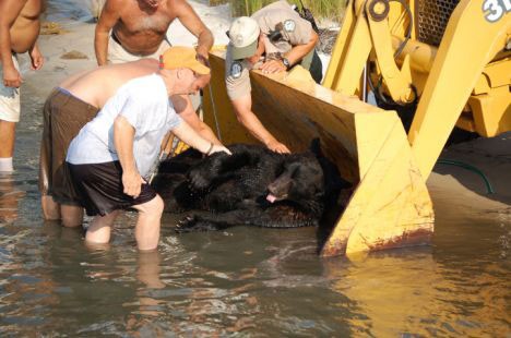 The team was able to use a tractor bucket to transport the poor guy back to his home in Osceola National Forest.