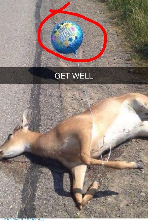 11. Something tells me this deer isn't getting well any time soon...