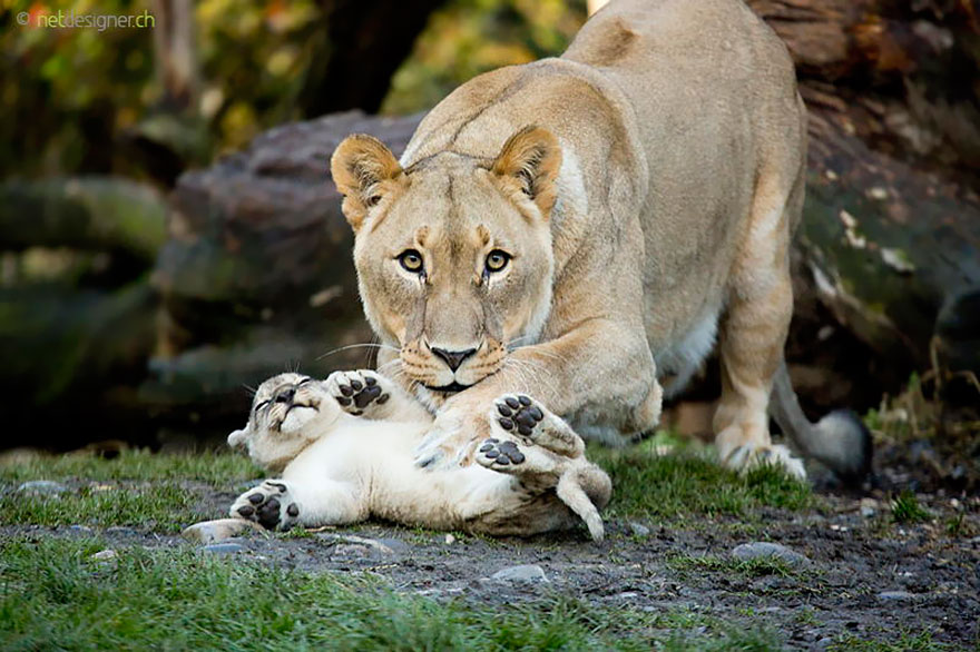 18.) A mama lion tickling her cub.