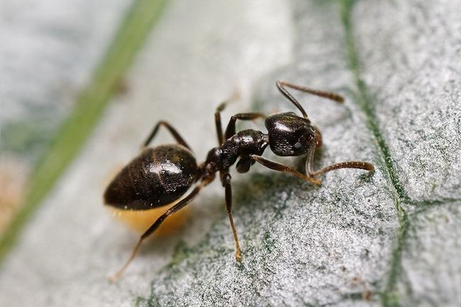 2. Odorous House Ants - Will get all up in your sugary snacks.