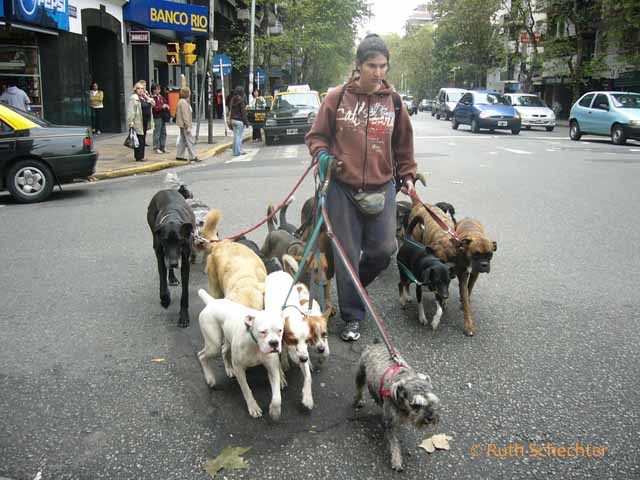 9) Dog Walker - $50/hour