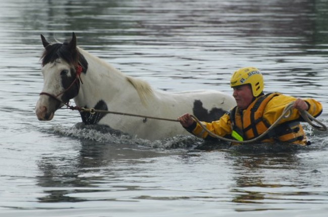 16.) A horse is led from high flood water.