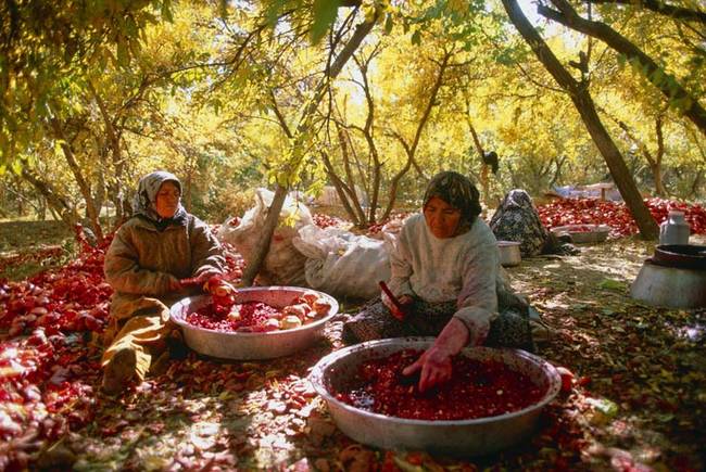 An Iranian women working with pomegranates after the harvest.