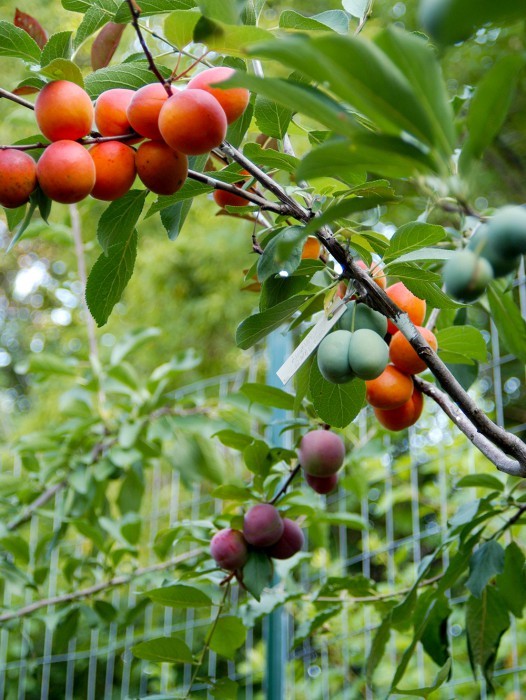 Putting two and two together, Sam decided that he would jump at the chance to save the orchard AND help people get more variety in their fruit diet.