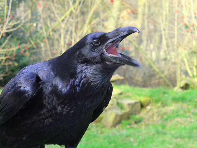 10.) An unkindness of ravens.