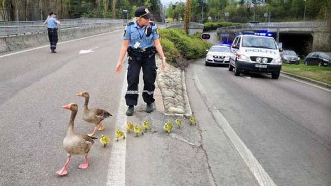 1.) Shepherding a duck family across the road.