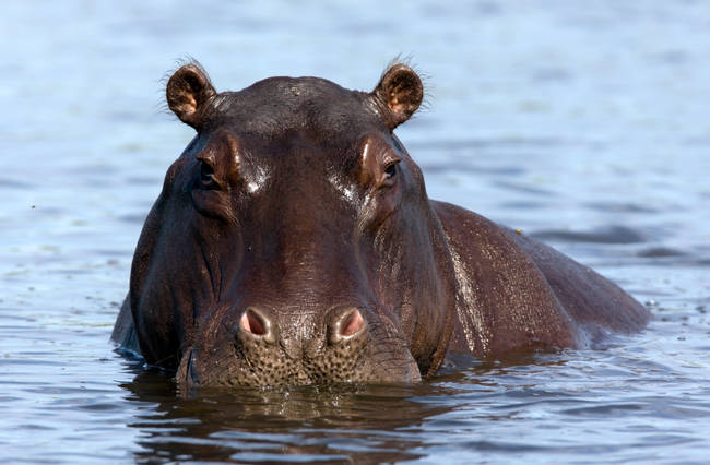 Hippos <a href="https://www.viralnova.com/animals-that-kill-humans/" target="_blank">kill more people</a> in Africa than lions, elephants, leopards, buffaloes, and rhinos combined.