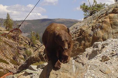 They put the bear down in the shade, and it quickly scampered off after it woke up.