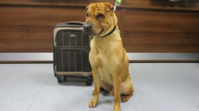 Authorities found food, a bowl, a toy, and a pillow inside the suitcase.