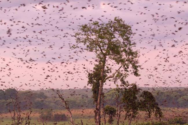 8.) Kasanka Bat Forest, Zambia.