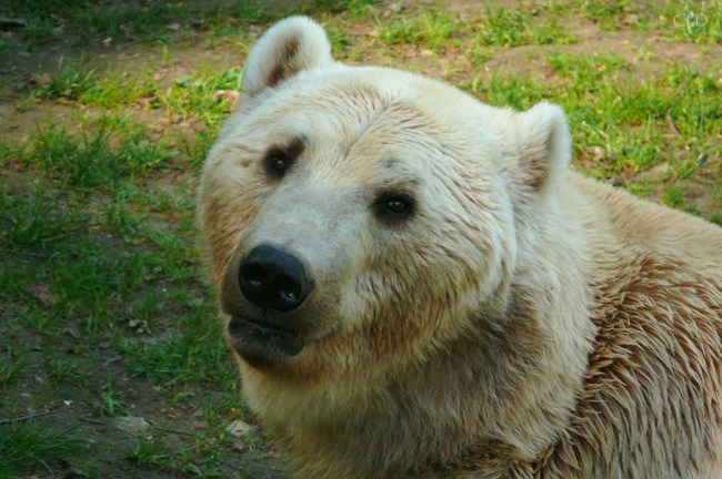 7.) Grolar bears are spawned from the union of a grizzly bear and a polar bear. Apparently due to global warming, grizzlies are more likely to enter polar bear territory and are therefore more likely to get-it-on with them.