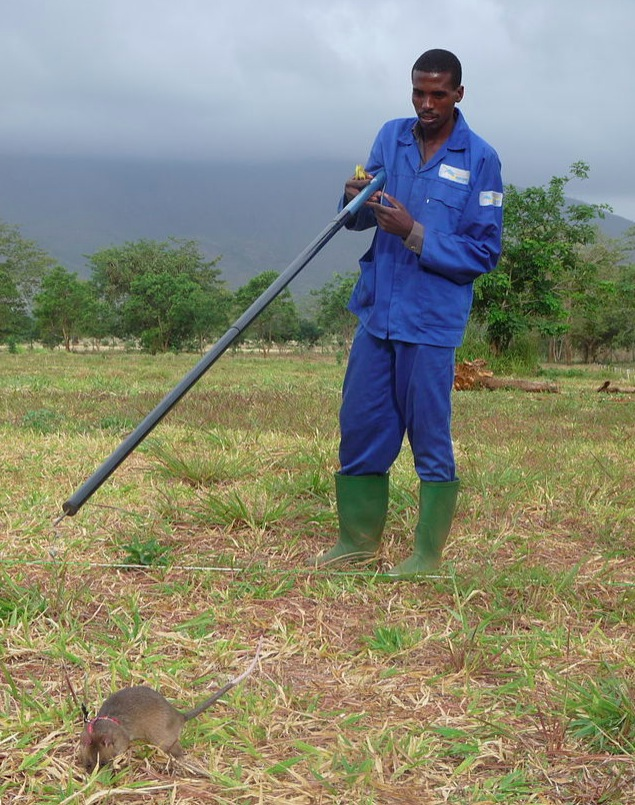 9.) Although inexcusably discusting, this giant, three foot high African giant pouched rat is used to sniff out land mines in parts torn by war.