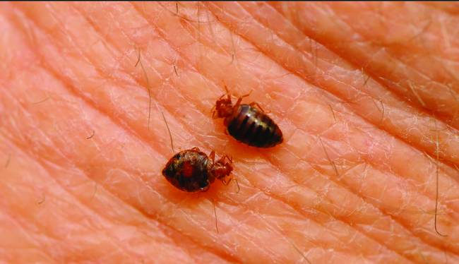 Bed bug saliva has anesthetic properties so that when they feed their victim doesn't feel their bite.